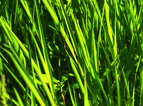 Photo by yorgak on Flickr.